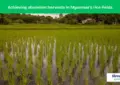 Golden rice field with farmers working under a bright sky, symbolizing successful rice cultivation in Myanmar.
