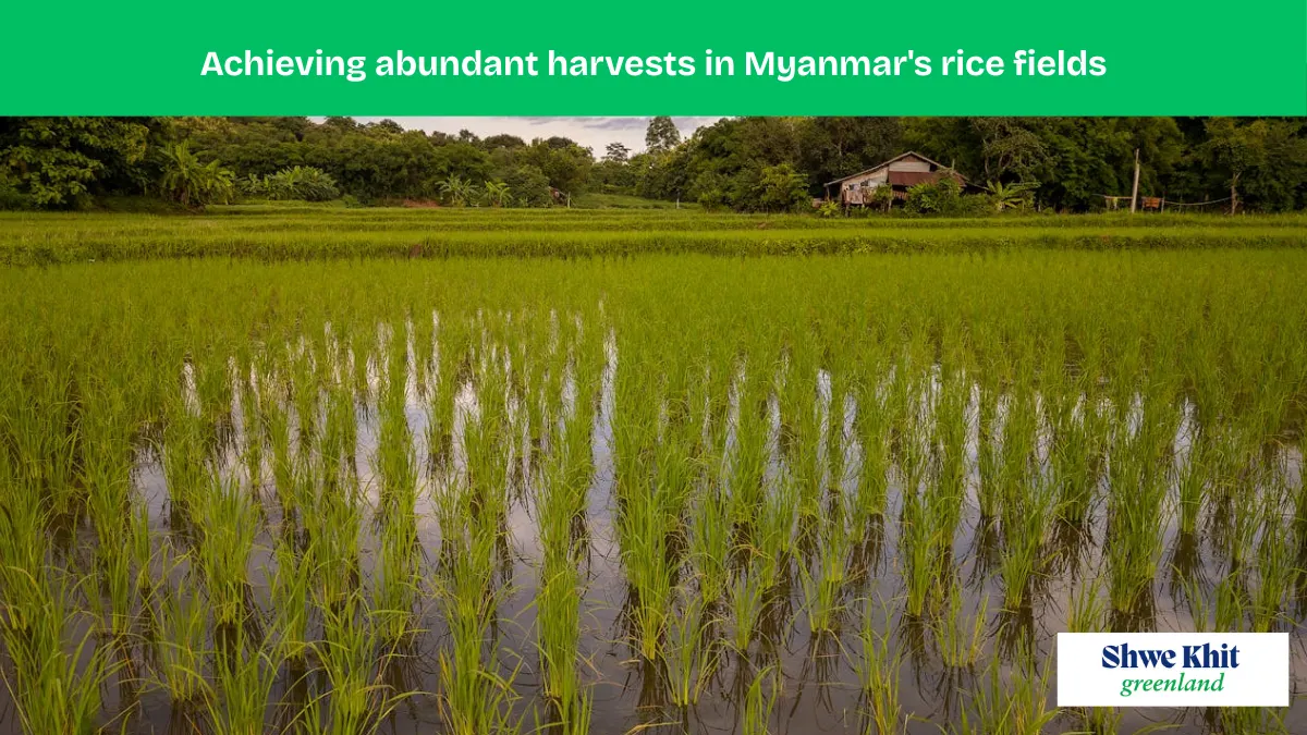 Golden rice field with farmers working under a bright sky, symbolizing successful rice cultivation in Myanmar.