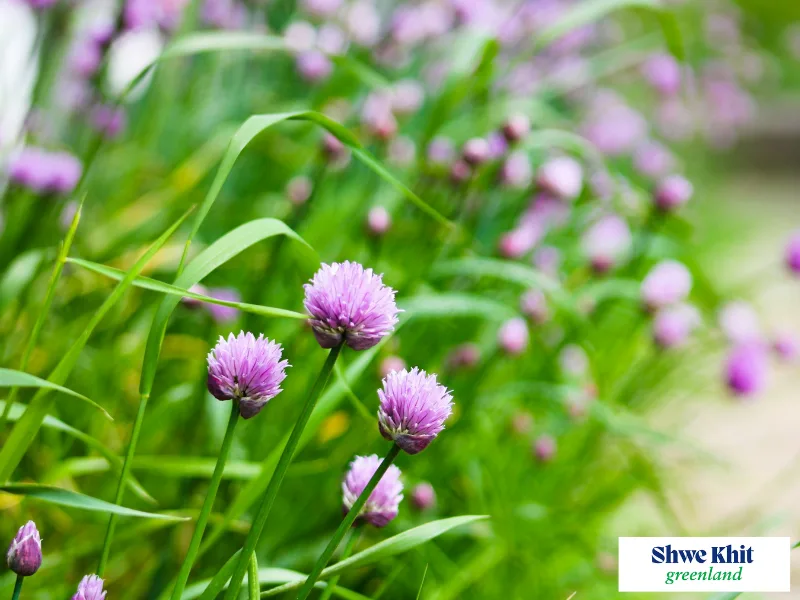 Green chives plant with grass-like leaves in a container.