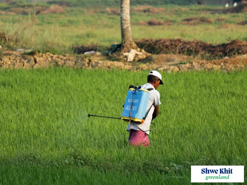 A farmer manually removing weeds from a young rice paddy field, demonstrating early weed control practices