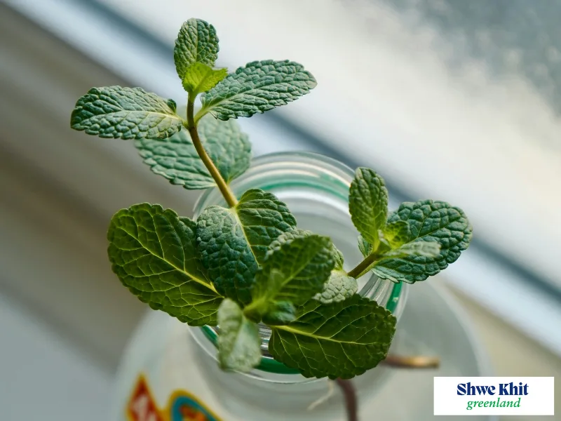 Fresh green mint plant growing in a ceramic pot indoors.