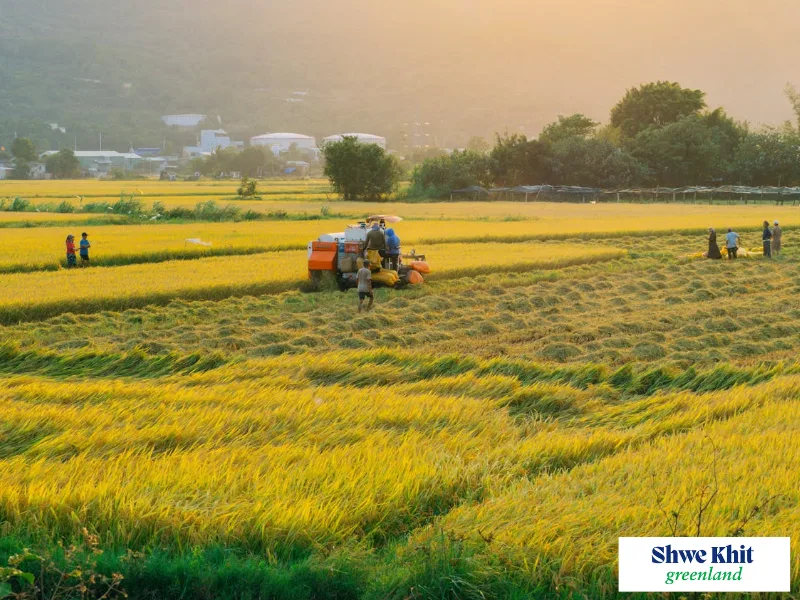 Farmers manually harvesting mature golden rice in a paddy field during the "Golden Ripening" stage