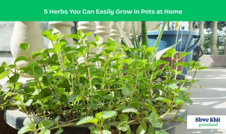 A collection of fresh herbs growing in pots on a sunny kitchen windowsill.