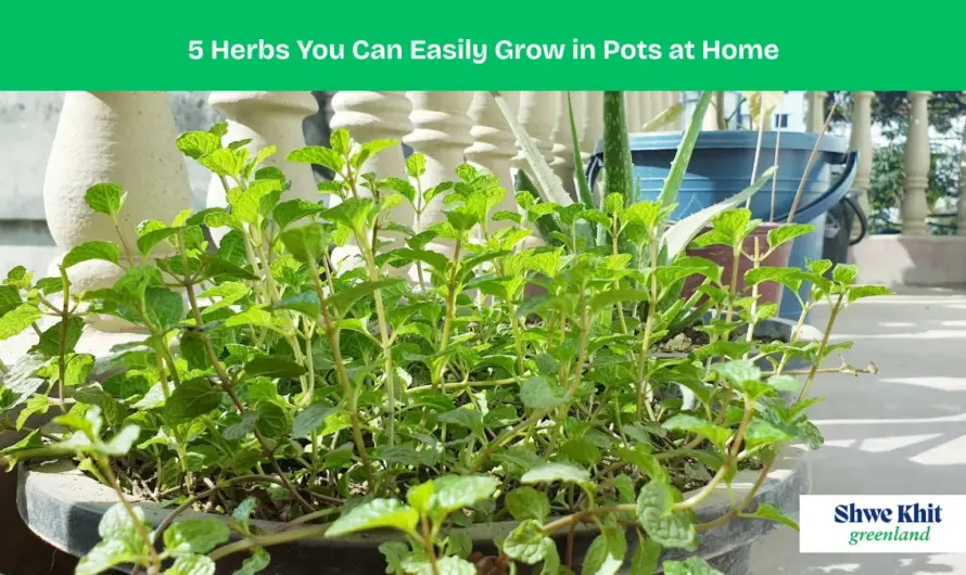 Comprehensive Guide: 5 Fragrant Herbs You Can Easily Grow in Pots at Home