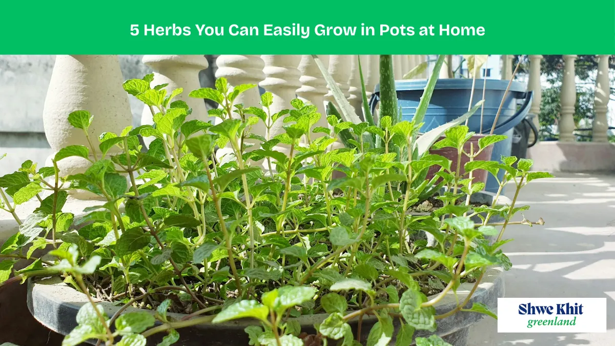 A collection of fresh herbs growing in pots on a sunny kitchen windowsill.