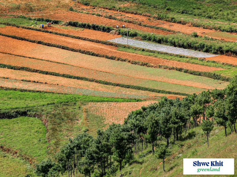 Intercropping Crops with Early Sesame: A Strategic Guide for Farmers