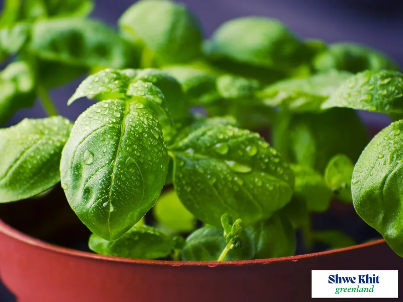 Healthy green basil leaves growing in a pot inside a home kitchen.