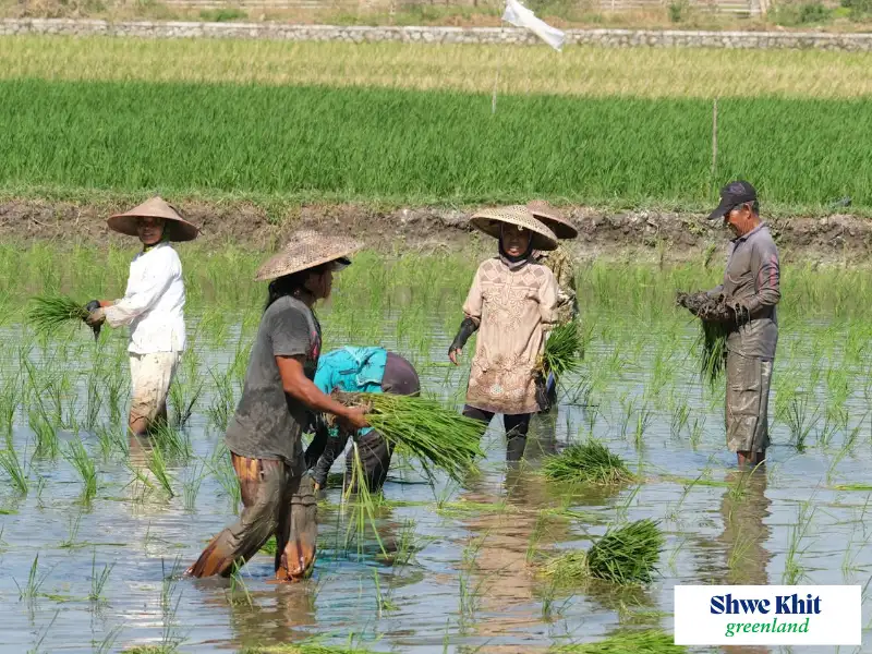 Farmers carefully transplanting rice seedlings into a well-prepared paddy field, highlighting the importance of optimal planting time