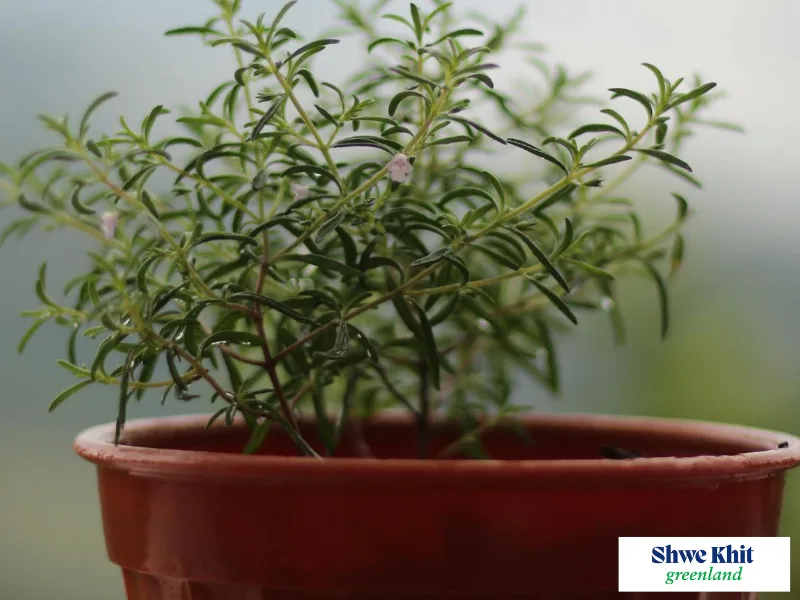Fragrant rosemary herb growing in a terracotta pot under direct sunlight.