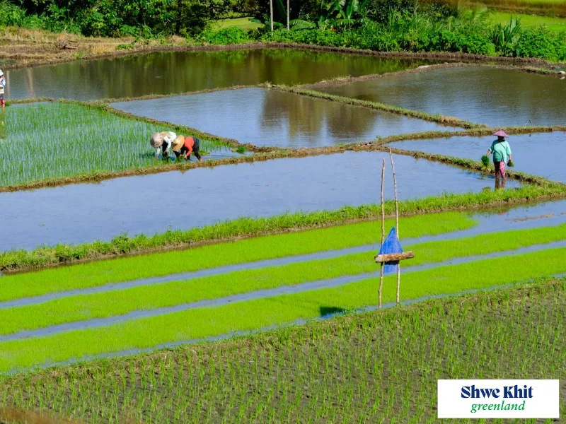 A rice field with controlled shallow water levels, demonstrating systematic water management for optimal growth