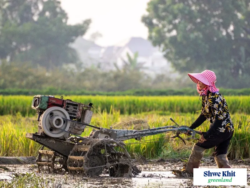 A farmer plowing a rice paddy field with a buffalo, ensuring proper land preparation before planting