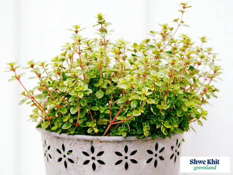 Organic thyme herb growing in a well-drained pot on a balcony.