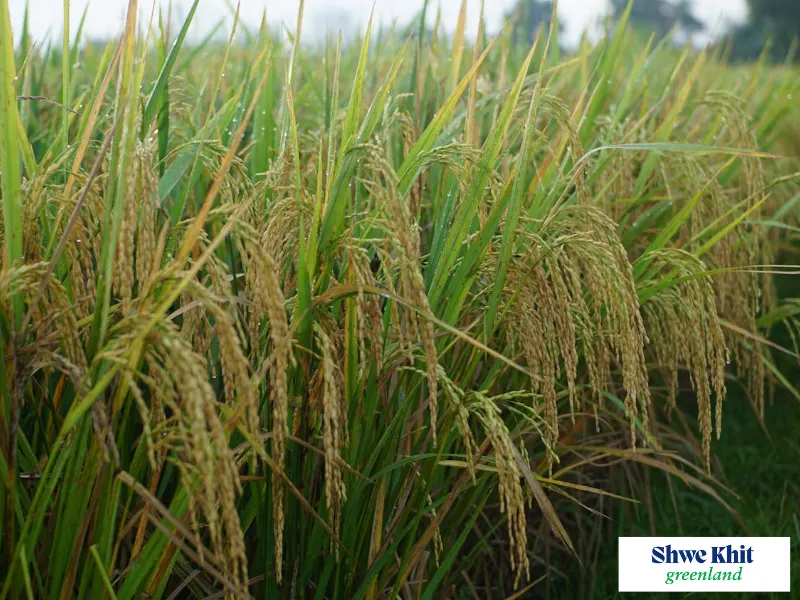 Diagram illustrating the key growth stages and yield components of a rice plant, including tillering, flowering, and grain filling