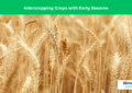 Intercropping Crops with Early Sesame: A Strategic Guide for Farmers