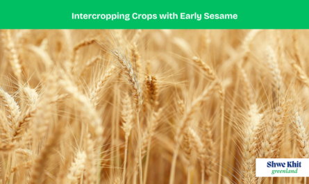 Intercropping Crops with Early Sesame: A Strategic Guide for Farmers