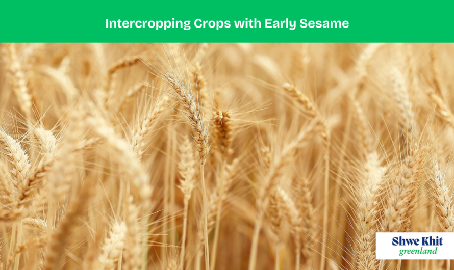 Intercropping Crops with Early Sesame: A Strategic Guide for Farmers