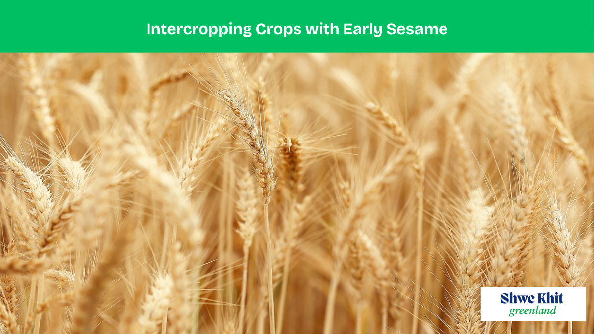 Intercropping Crops with Early Sesame: A Strategic Guide for Farmers