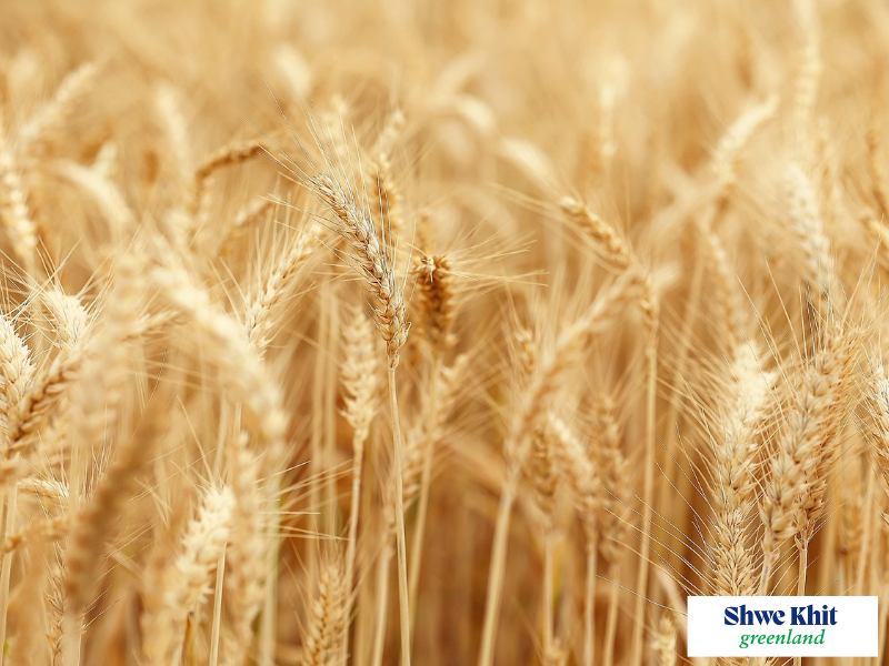 Intercropping Crops with Early Sesame: A Strategic Guide for Farmers